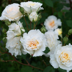 Роза флорибунда Пустинья <br>Rose floribunda Poustinia