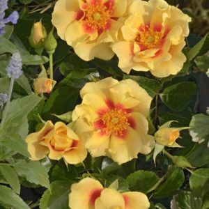 Роза флорибунда Чевбулсай или Ай оф зэ тайгэр <br>Rose floribunda Chewbullseye