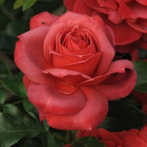 Роза флорибунда Хот Кокоа <br>Rosa floribunda Hot cocoa