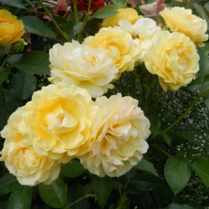 Роза флорибунда Анисайд <br>Rose floribunda Anisade