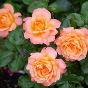 Роза флорибунда Самаритан <br>Rose floribunda Samaritan
