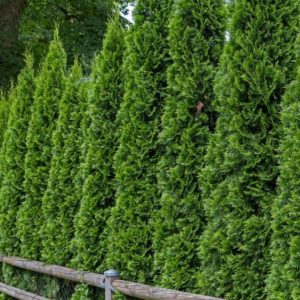 Туя западная Малониана <br>Thuja occidentalis Malonyana