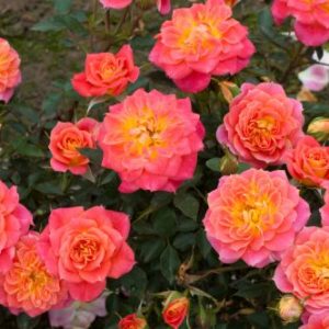 Роза миниатюрная Мандарин <br>Rose liliput  Mandarin