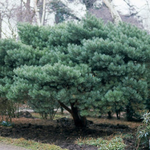 Сосна обыкновенная Ватерери <br>Pinus sylvestris Watereri