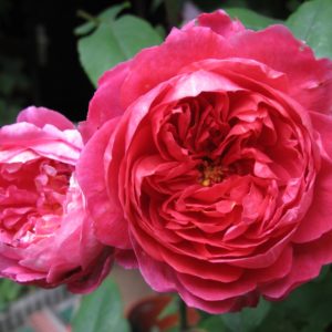 Роза Остина Бенджамин Бриттен <br>Rose Austen Benjamin Britten