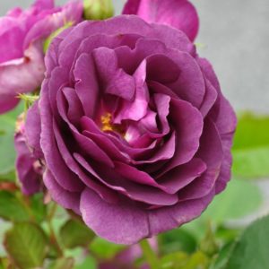 Роза флорибунда Минерва <br>Rose floribunda Minerva