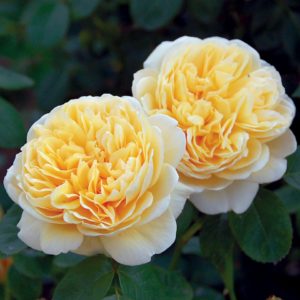 Роза Остина Шарлотта <br>Rose Austen Charlotte