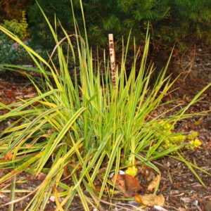 Лисохвост луговой Ауреовариегатус <br> Alopecurus pratensis Aureovariegatus