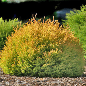 Туя западная Рейнголд<br>Thuja occidentalis Rheingold