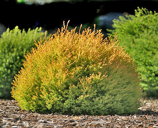 Купить Туя западная РейнголдThuja occidentalis Rheingold - в питомнике ...
