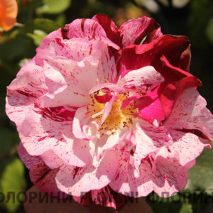 Роза флорибунда Нью Имеджин <br>Rose floribunda New Imagine