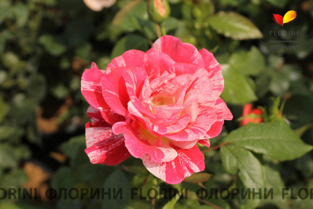 Роза оки ди фата