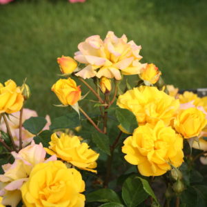 Роза флорибунда Голдмари 82 <br>Rose floribunda Goldmarie 82