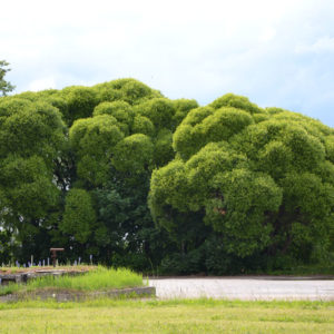 Ива ломкая Буллата <br>Salix fragilis Bullata