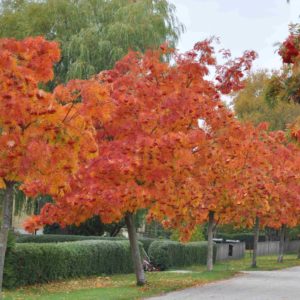 Рябина Додонг <br>Sorbus aucuparia Dodong