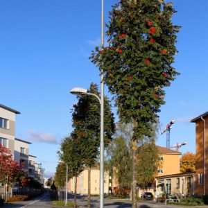 Рябина обыкновенная Фастигиата <br>Sorbus aucuparia Fastigiata