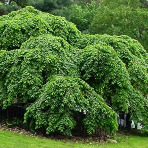 Вяз шершавый Кампердауни <br>Ulmus glabra Camperdownii