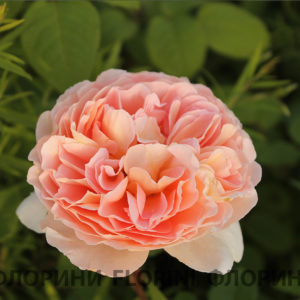 Роза Остина Абрахам Дерби <br>Rose Austin Abraham Darby