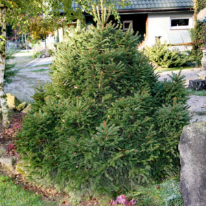 Ель обыкновенная Барри <br>Picea abies Barryi