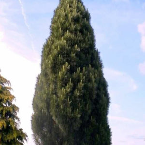 Сосна черная Пирамидалис <br>Pinus nigra Pyramidalis