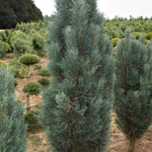 Сосна обыкновенная Фастигиата <br>Pinus sylvestris Fastigiata