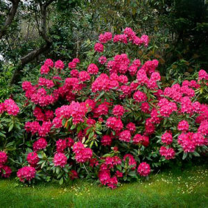 Рододендрон Нова Зембла <br>Rhododendron Nova Zembla