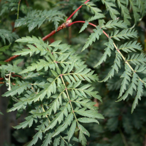Рябина обыкновенная Аспленифолия <br>Sorbus aucuparia Asplenifolia