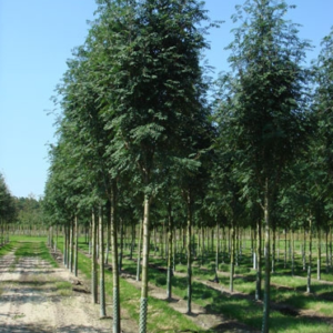 Рябина обыкновенная Шиервотер Сидлинг <br>Sorbus aucuparia Sheerwater Seedling