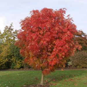 Рябина обыкновенная Глобозум <br>Sorbus aucuparia Globosum