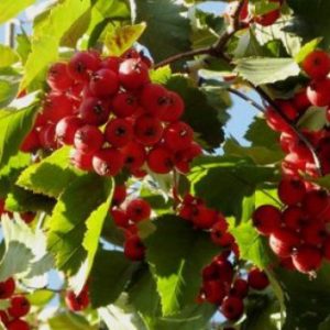 Боярышник мягковатый <br> Crataegus submolis