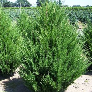 Можжевельник китайский Спартан <br> Juniperus chinensis Spartan