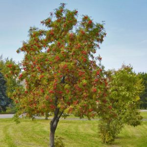 Рябина Невежинская <br> Sorbus