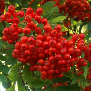 Рябина Невежинская <br> Sorbus