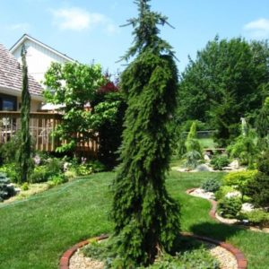 Ель сербская пендула<br>Picea omorika Pendula