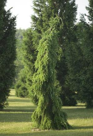 Ель сербская Пендула Брунс<br>Picea omorika Pendula Bruns