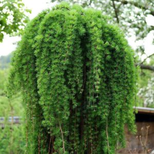 Лиственница японская Пендула<br>Larix kaempferi Pendula