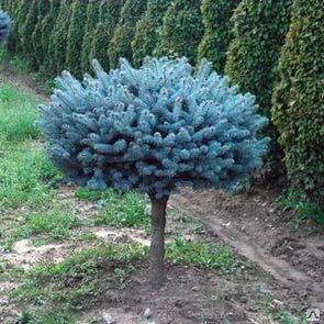 Ель колючая Глаука Глобоза на штамбе<br>Picea pungens Glauca Globosa