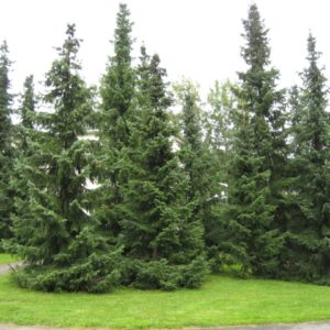 Ель сербская<br>Picea omorika