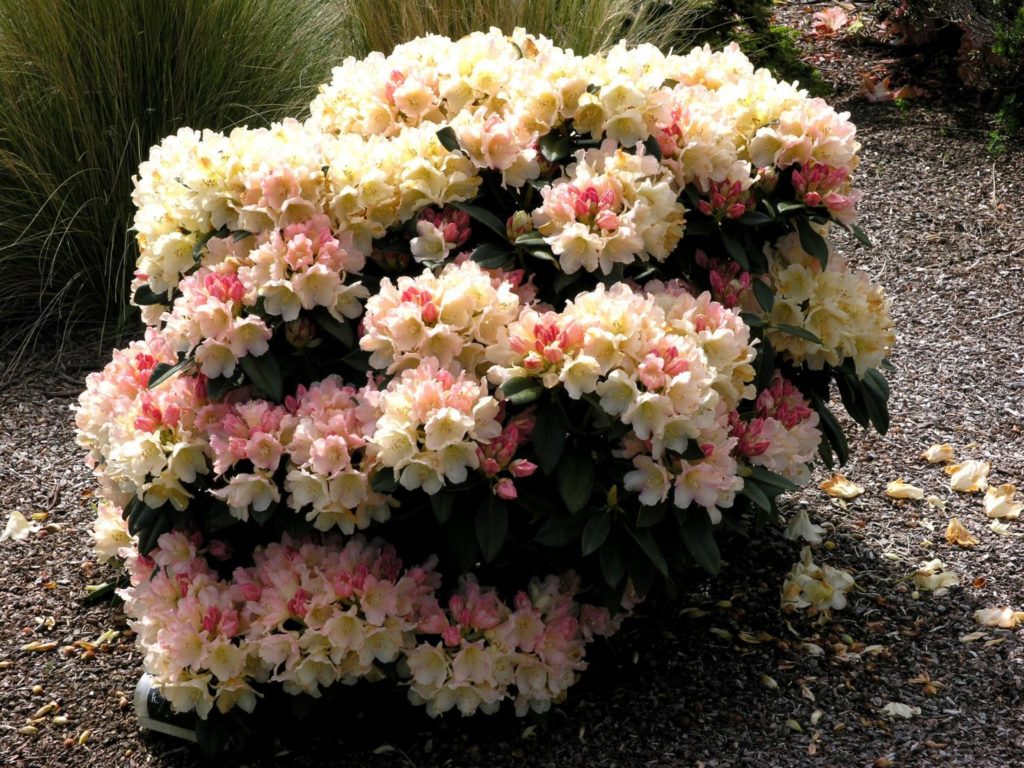 Купить Рододендрон Голден Торч Rhododendron Golden Torch - в питомнике ...