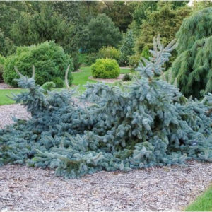 Ель колючая Глаука Прострата <br>Picea pungens Glauca Prostrata