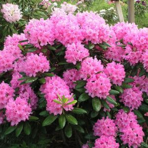 Рододендрон Хаага <br>Rhododendron Haaga