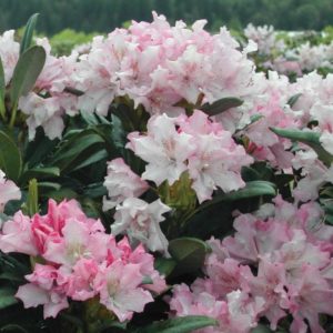 Рододендрон Похьёлас Доте <br>Rhododendron Pohjola’s Daughter
