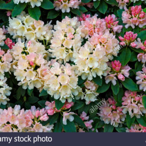 Рододендрон Голден Торч <br>Rhododendron Golden Torch