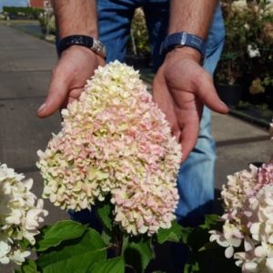 Гортензия метельчатая “Литл Фрайз” (Hydrangea paniculata “Little Fraise”)