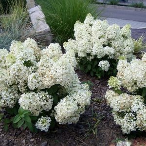 Гортензия метельчатая “Бобо” – Hydrangea paniculata BoBo