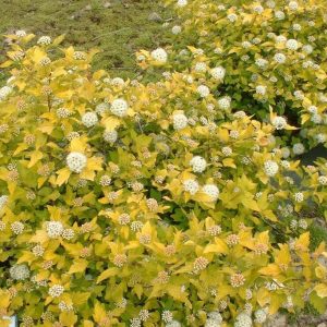 Пузыреплодник Энджел Голд – Physocarpus op. Angel Gold