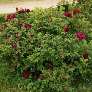 Роза ругоза Ротес Феномен Rosa rugosa Rotes Phaenomen