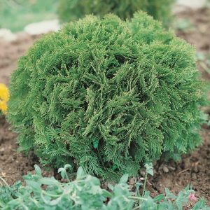 Туя западная Литтл Гиант – Thuja occidentalis Little Giant