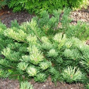 Сосна горная Краускорф – Pinus mugo Krauskorf
