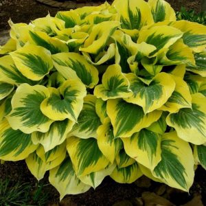 Хоста Либерти Hosta Liberty